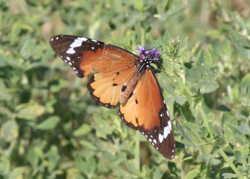 Réf. 243 280 : Danaus chrysippus